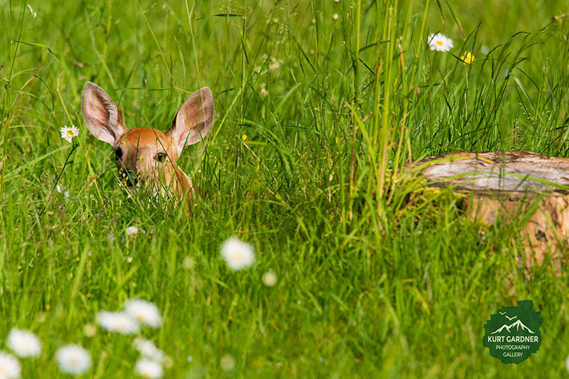 Deer at McCauley Mountain